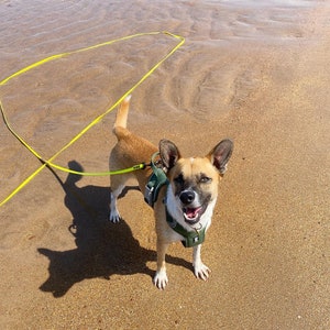 A white and tan mixed breed dog at the beach smiling. They are stood by the water with a neon yellow longline attached to theirolive green harness.