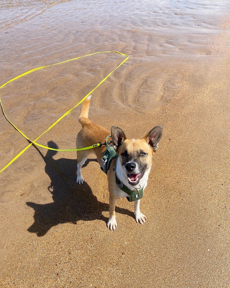 A white and tan mixed breed dog at the beach smiling. They are stood by the water with a neon yellow longline attached to theirolive green harness.