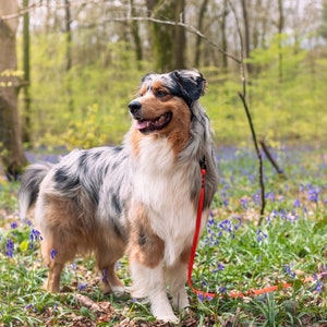 An aussie collie looking to the left smiling amongst the trees and bluebells with an orange lead attached to their collar.