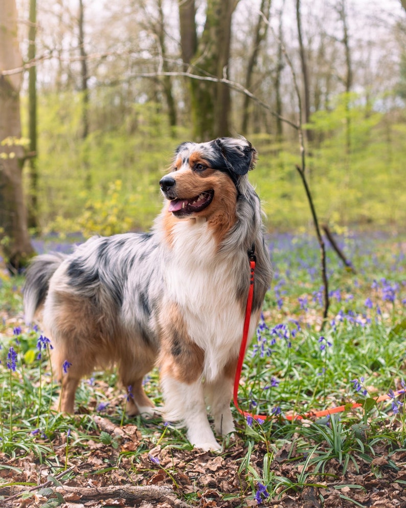 An aussie collie looking to the left smiling amongst the trees and bluebells with an orange lead attached to their collar.