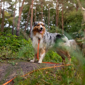 An aussie collie looking to the right smiling amongst the trees and grass with an orange long lead attached to their collar.