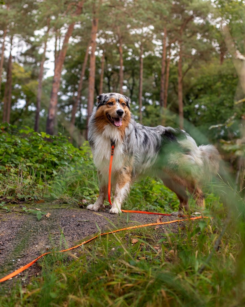 An aussie collie looking to the right smiling amongst the trees and grass with an orange long lead attached to their collar.