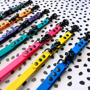 May include: A set of colourful dog leads with black metal clips. The leads are arranged in a rainbow pattern, with each lead featuring a different bright colour.
