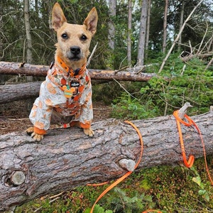 A tan mixed breed terrier stood paws up on a log within a forest. They are wearing an orange collar and longline lead and pumpkin print harness and jumper.