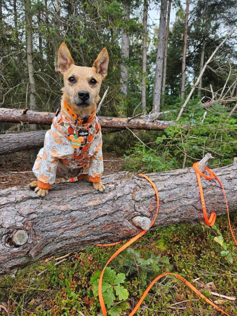 A tan mixed breed terrier stood paws up on a log within a forest. They are wearing an orange collar and longline lead and pumpkin print harness and jumper.