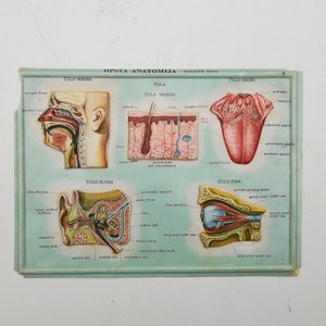 Set of 4 Medical school posters 1960s Medical sign anatomy board Plastic plate Yugoslavia image 5