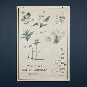 Cartel botánico de la escuela vintage Austria 1950 Tablero de pared educativo