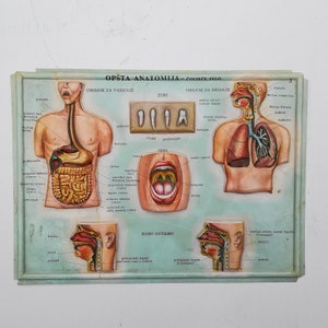 Set of 4 Medical school posters 1960s Medical sign anatomy board Plastic plate Yugoslavia image 3