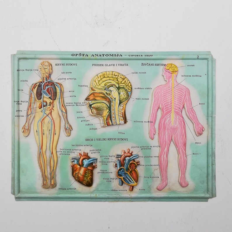 Set of 4 Medical school posters 1960s Medical sign anatomy board Plastic plate Yugoslavia image 2