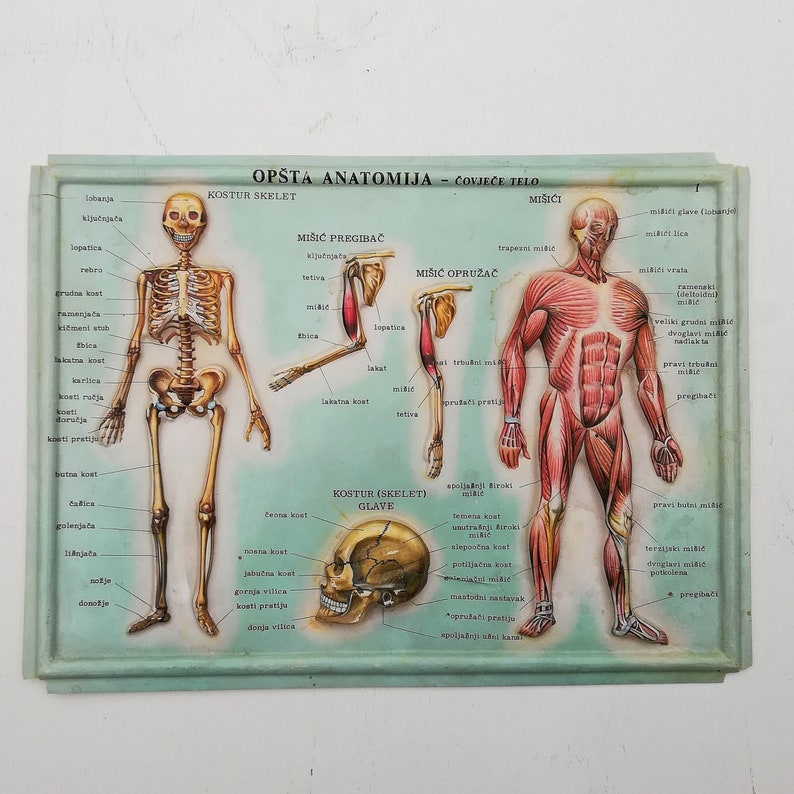 Set of 4 Medical school posters 1960s Medical sign anatomy board Plastic plate Yugoslavia image 4