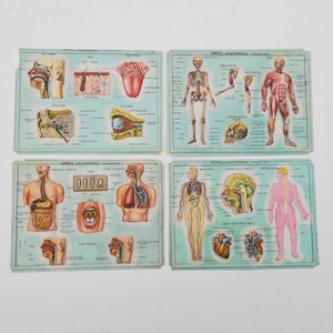 Set of 4 Medical school posters 1960s Medical sign anatomy board Plastic plate Yugoslavia image 1