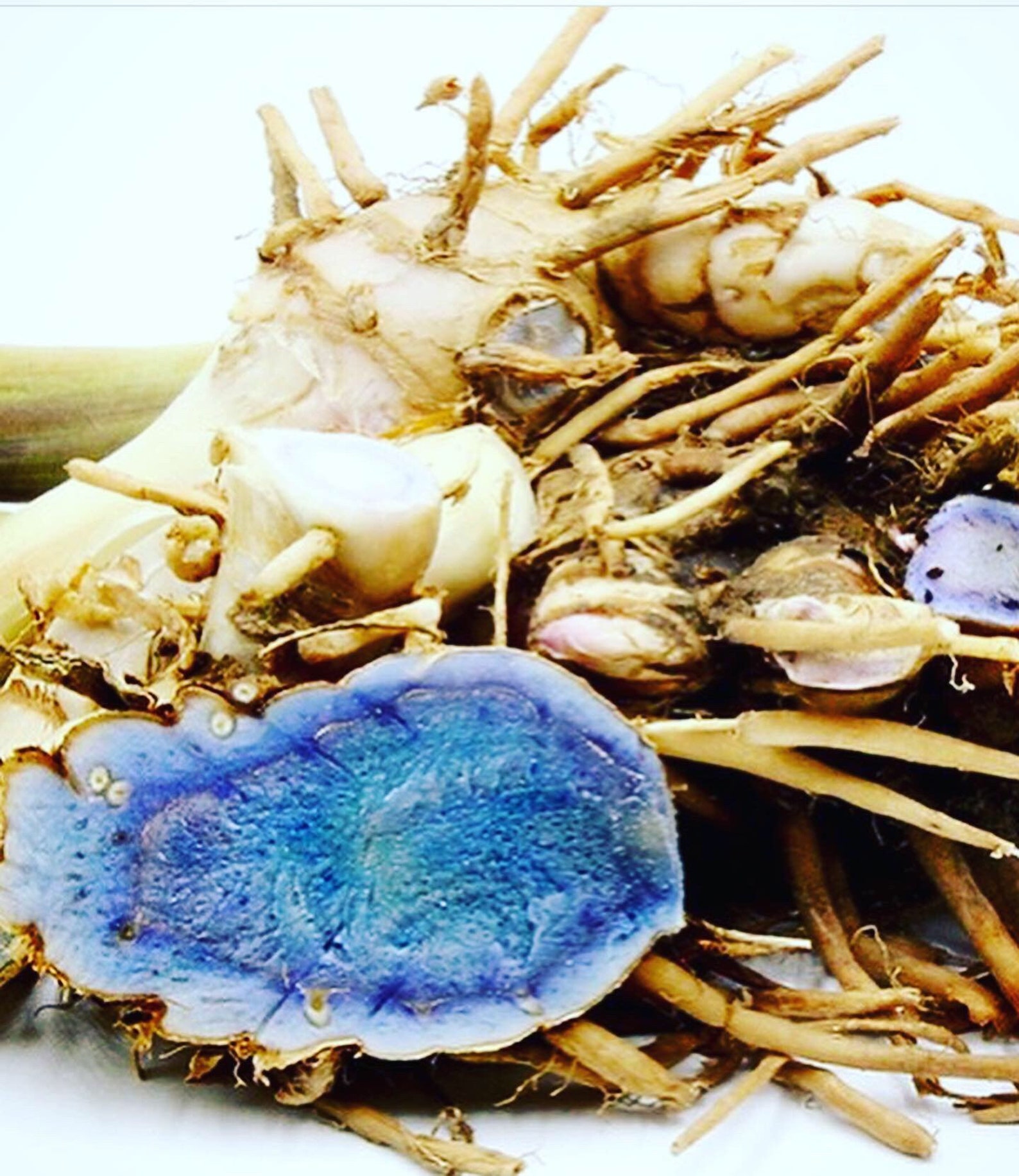 BLUE TURMERIC TINCTURE - Etsy