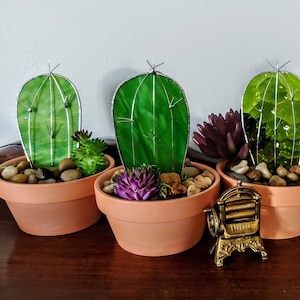 Stained Glass Cactus indoor succulent plant