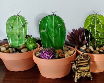 Stained Glass Cactus indoor succulent plant