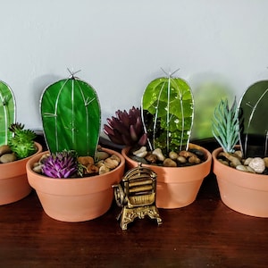 Stained Glass Cactus indoor succulent plant