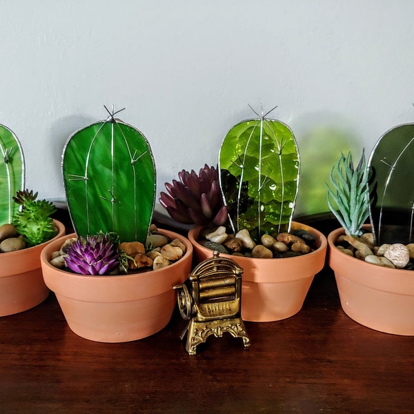 Stained Glass Cactus indoor succulent plant