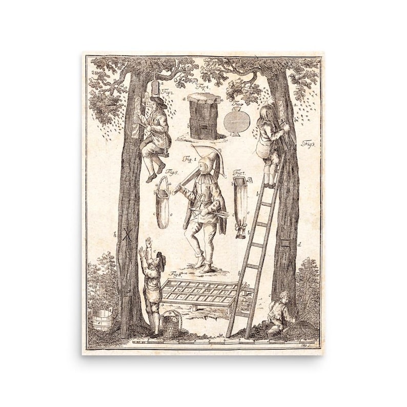 May include: An antique print depicting a beekeeping scene with figures climbing trees, using ladders, and tending to a beehive. The black and white illustration shows various tools and equipment used in beekeeping.