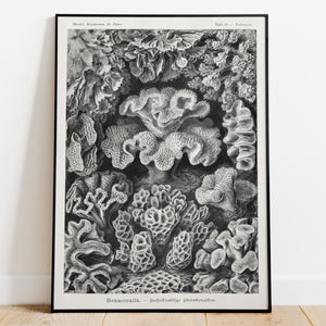 Coral Species Print, 1904 Vintage Hand Drawn Corals Illustration, Nature Science Art, Marine Biology Decor, Hi Res Print on Museum Paper.