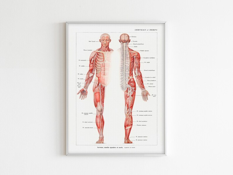 Nervous System Print, FRENCH Human Body Anatomy Chart, Vintage Medical ...