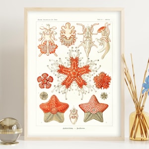 Vintage Starfish Species Print, 1900 Hand-Drawn Marine Illustration, Antique Ocean Life Art, Wall Decor, Coastal Nautical Art Museum Paper