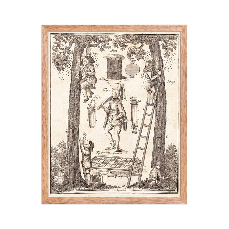 May include: A framed vintage print depicting a beekeeping scene. The black and white illustration shows figures climbing trees, using ladders, and handling equipment. The print is in a light brown wooden frame.