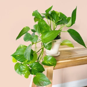 May include: A potted green and yellow variegated plant with trailing vines, sitting on a light brown wooden table with a white wall in the background.