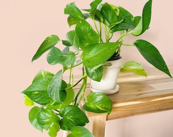 Golden Pothos Plant in 6" Pot: Easy to Grow House Plant