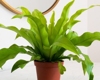 Large Japanese Bird's Nest Fern • Asplenium Nidus  •  Low Light Indoor House Plant • Plant Gifts • Ceramic Planter