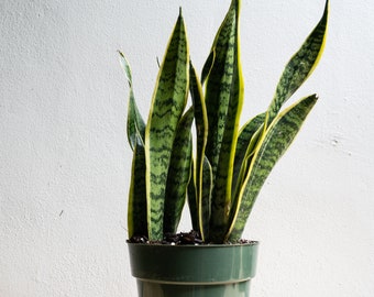 Large Sansevieria Laurentii Snake Plant in 4" Pot. t Low Light House Plant. Mother In Law's Tongue Plant