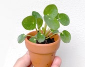 Baby Chinese Money Plant, Cute Pilea Peperomioides, Chinese Money Plant - Live 2 quot Terra Cotta Pot - Urticaceae - Happy Indoor House Plants