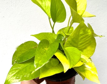 Rooted Neon Pothos - Low Light Plant