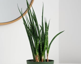 Sanseveria Cylindrica in 4" Pot  - Mikado Snake Plant - Snake Plant Indoor Live House Plants