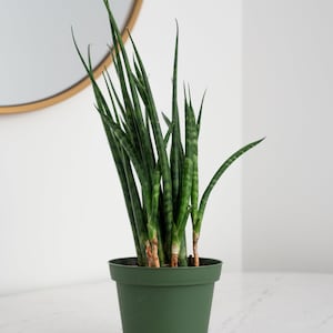 Sanseveria Cylindrica in 4 Pot Mikado Snake Plant Snake Plant Indoor Live House Plants image 1