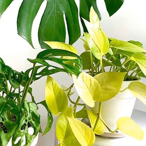 May include: Two potted plants, one with green leaves with holes and the other with bright yellow leaves. Both plants are in white pots.