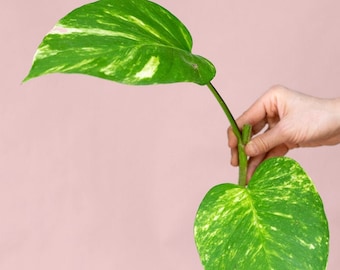Large Hawaiian Golden Pothos Cutting: Variegated Live House Plant