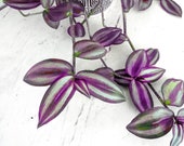 Quality Rooted Wandering Jew Plant, Tradescantia zebrina. Rooted House Plants. Wandering Jew Plant Live House Plant