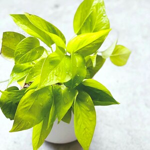 May include: A potted plant with bright green leaves. The leaves are glossy and have a slight sheen. The plant is in a white pot.