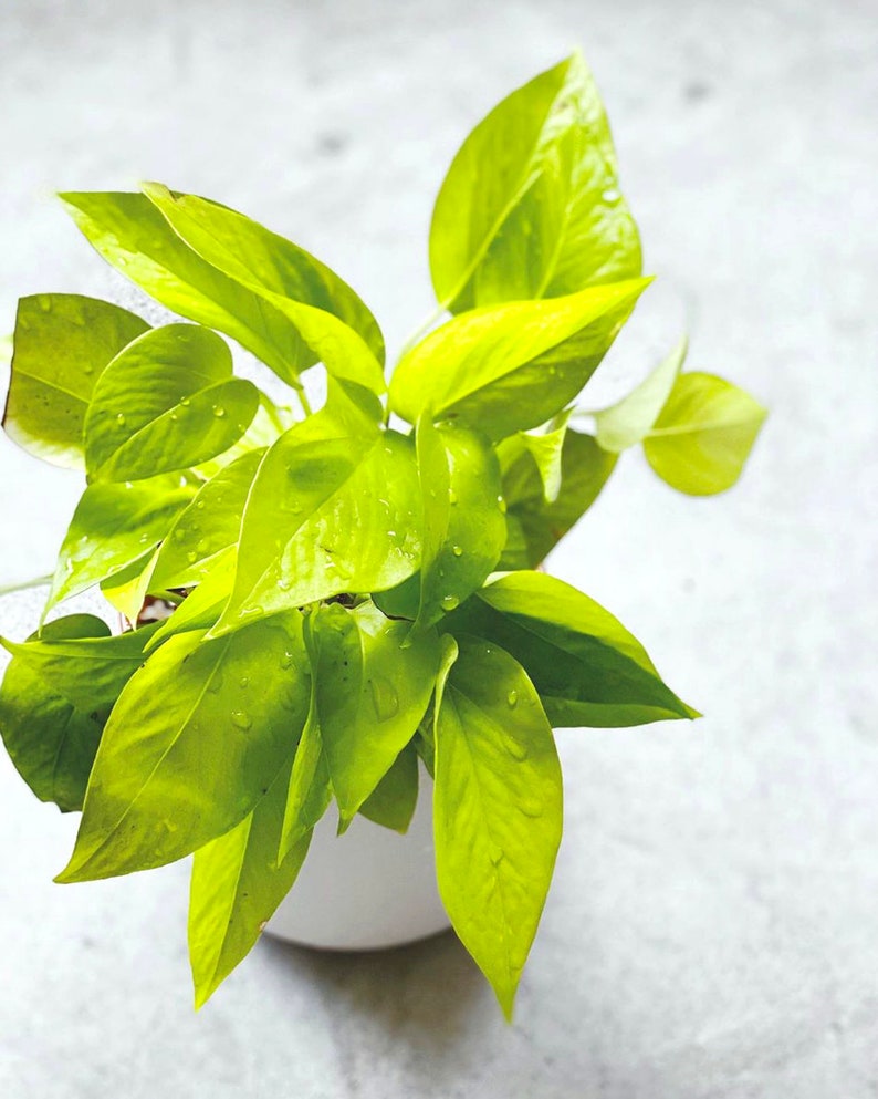 May include: A potted plant with bright green leaves. The leaves are glossy and have a slight sheen. The plant is in a white pot.