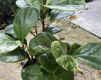 Peperomia Plant in 4" Pot.  Low Light House Plant