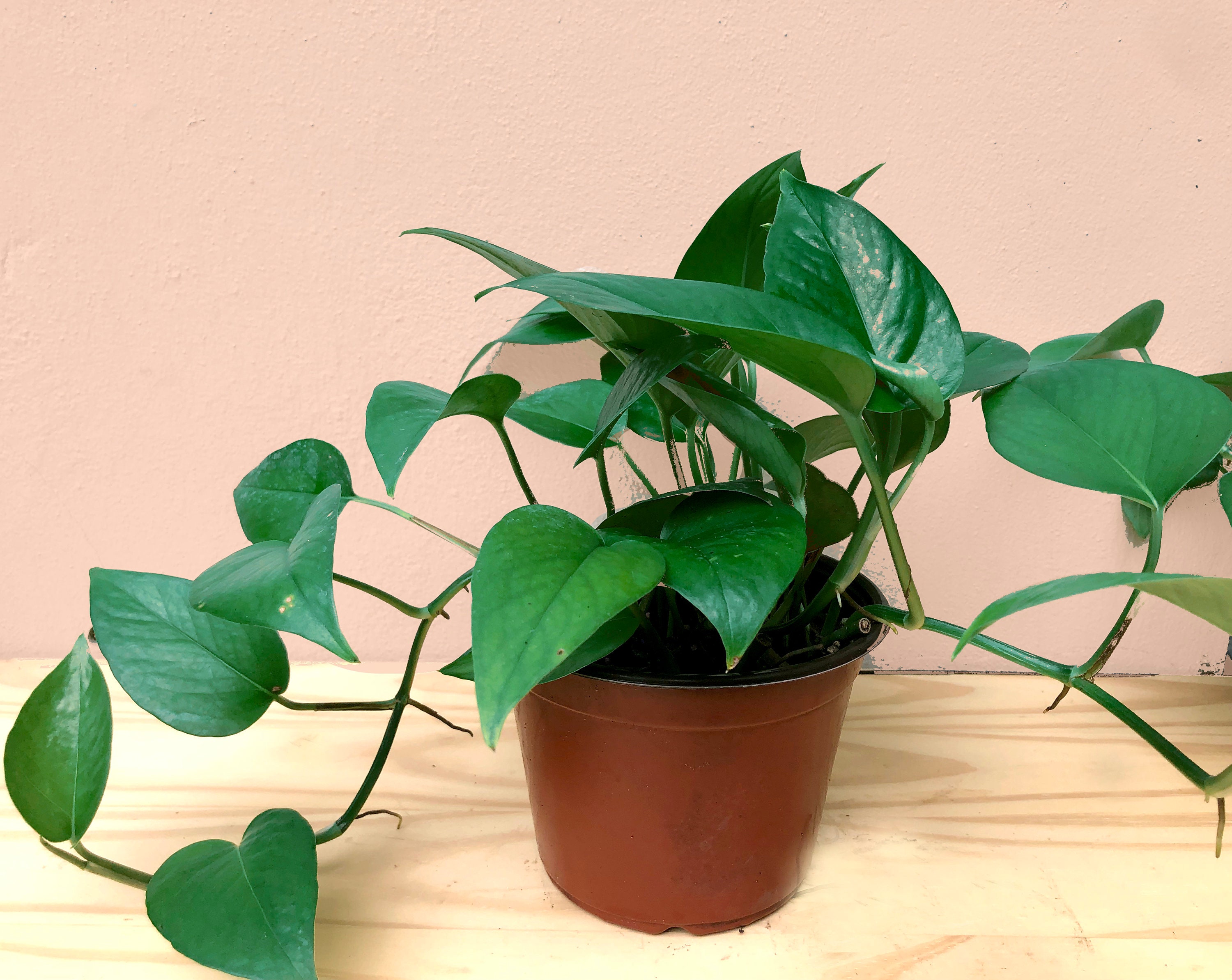 Jade Pothos Low Light House Plant Etsy