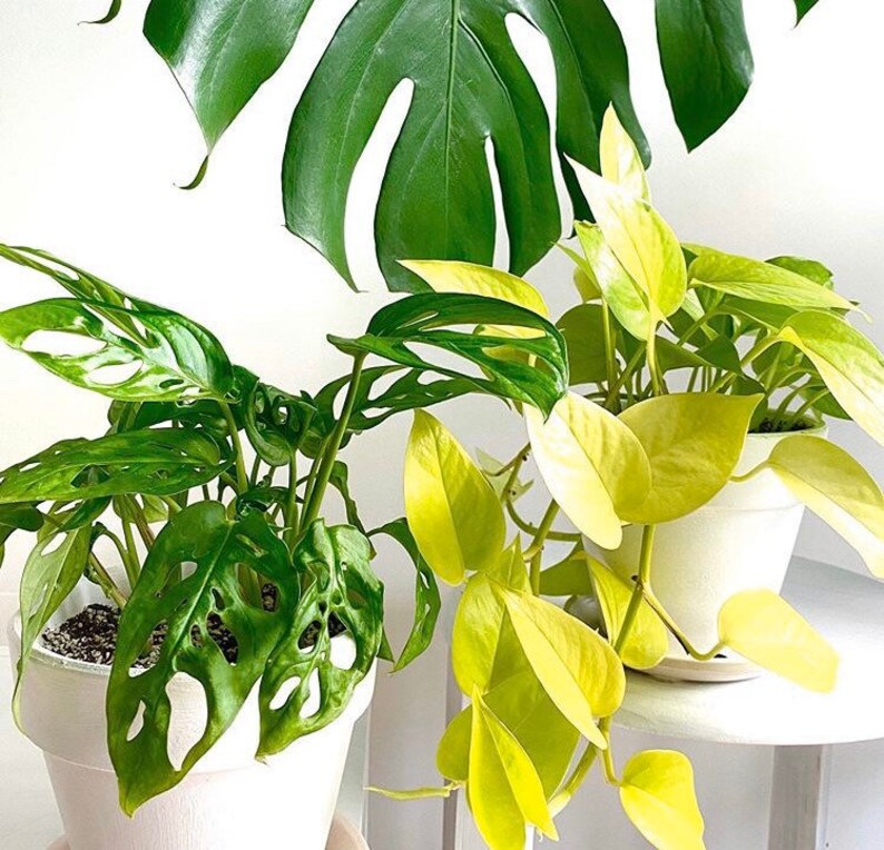 May include: Two potted plants, one with green leaves with holes and the other with bright yellow leaves. Both plants are in white pots.