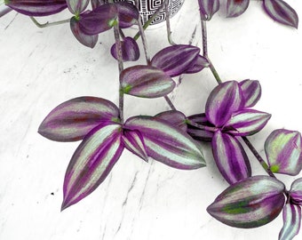 Purple Tradescantia Zebrina Plant: Rooted Wandering Dude Starter