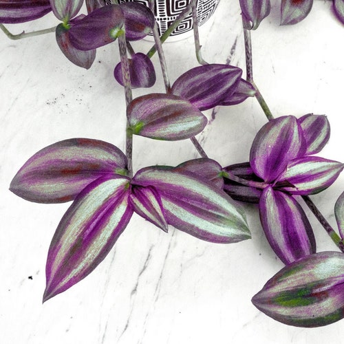 Quality Rooted Purple Tradescantia Wandering Plant, Tradescantia zebrina. Rooted House Plants. Purple Tradescantia Plant | Live House Plant