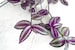 Quality Rooted Purple Tradescantia Wandering Plant, Tradescantia zebrina. Rooted House Plants. Purple Tradescantia Plant | Live House Plant 