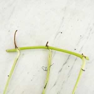 May include: A close-up of a green plant stem with two nodes. The stem is on a white marble surface.