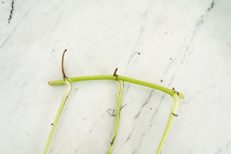 May include: A close-up of a green plant stem with two nodes. The stem is on a white marble surface.