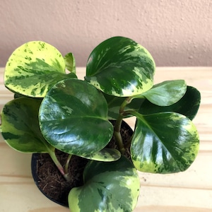 Variegated Peperomia • Golden Gate Peperomia | 4" Pot