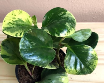 Variegated Peperomia • Golden Gate Peperomia | 4" Pot