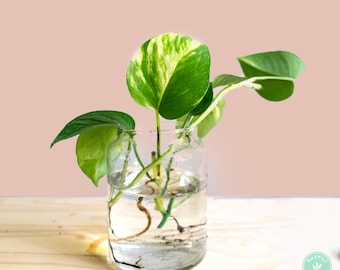 4 Rooted Pothos Set • Jade Potho & Hawaiian Golden Pothos