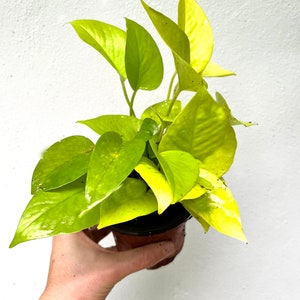 May include: A small potted golden pothos plant with bright yellow leaves. The plant is being held in a hand.